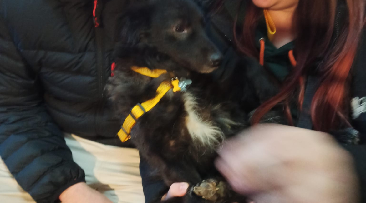 Chiens à adopter